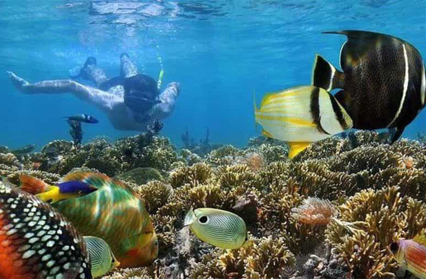 DOLPHINS & SNORKELING (MNEMBA ISLAND)