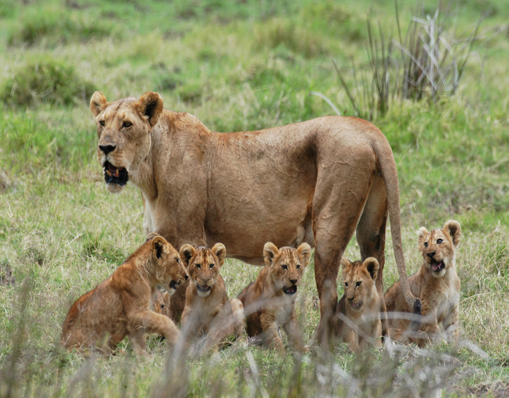 2_DAYS_1_NIGHT_SAFARI_IN_MIKUMI_PARK_FROM_ZANZIBAR_DEPARTURE_FROM_ZANZIBAR
