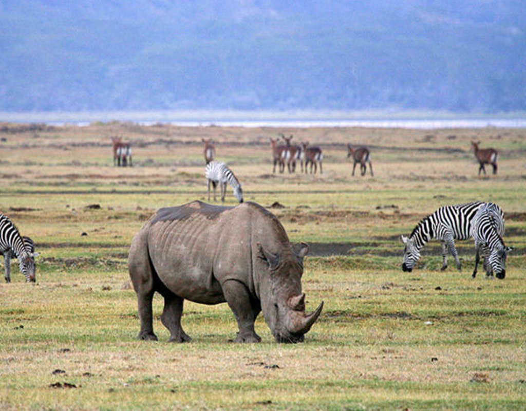 3_DAY_SERENGETI_AND_NGORONGORO_PARK_SAFARI