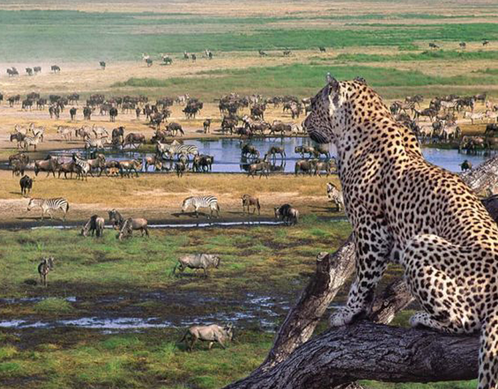 4_DAYS/3_NIGHTS_TARANGIRE_PARK_SERENGETI_PARK_NGORONGORO_PARK