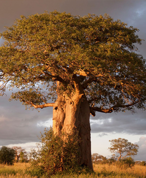 TARANGIRE NATIONAL PARK