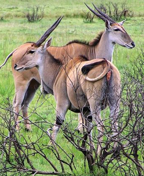  SELOUS GAME- NYERERE NATIONAL PARK