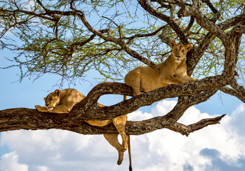 3 DAY SERENGETI AND NGORONGORO PARK SAFARI