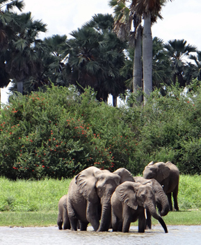 ONE DAY SAFARI TO SELOUS PARK