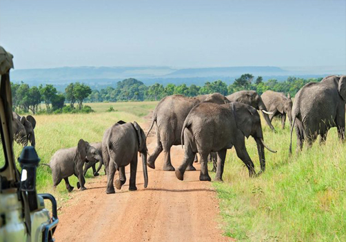 ONE DAY SAFARI TO SELOUS PARK