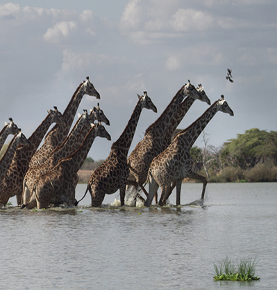 SELOUS GAME- NYERERE NATIONAL PARK