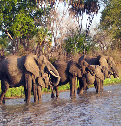 SELOUS GAME- NYERERE NATIONAL PARK
