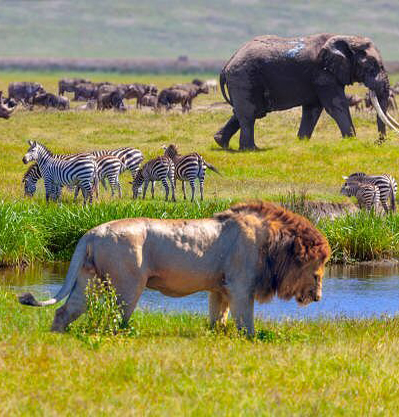 SERENGETI NATIONAL PARK