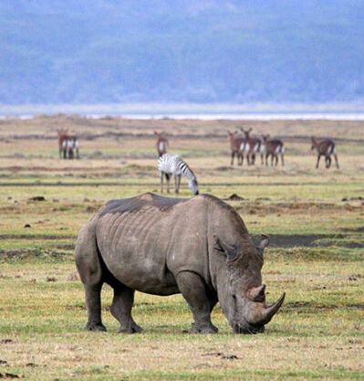 NGORONGORO CRATER