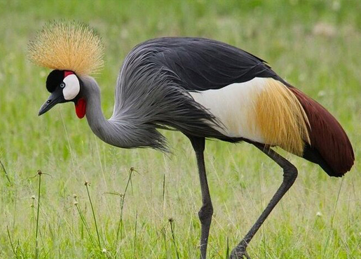 2 DAYS/1 NIGHT SAFARI IN MIKUMI PARK FROM ZANZIBAR DEPARTURE FROM ZANZIBAR