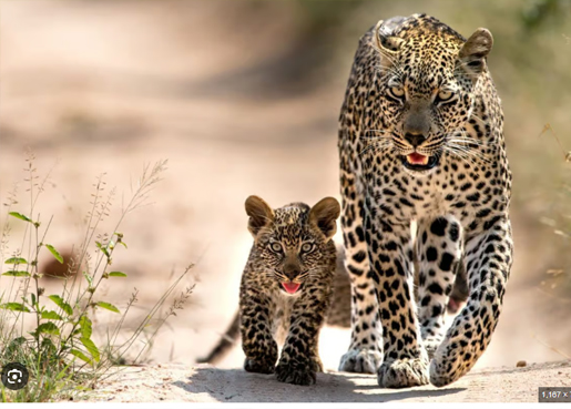  2 DAYS/1 NIGHT SAFARI IN MIKUMI PARK FROM ZANZIBAR DEPARTURE FROM ZANZIBAR