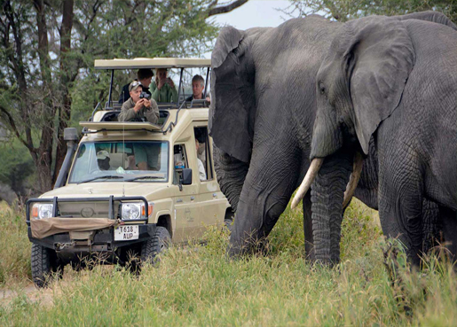  TARANGIRE PARK + SERENGETI PARK + NGORONGORO PARK
