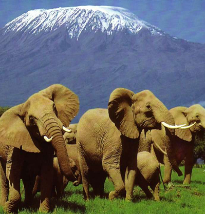  TARANGIRE PARK + SERENGETI PARK + NGORONGORO PARK