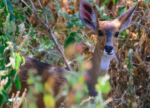  TARANGIRE PARK + SERENGETI PARK + NGORONGORO PARK