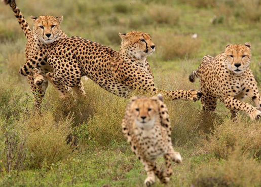  TARANGIRE PARK + SERENGETI PARK + NGORONGORO PARK