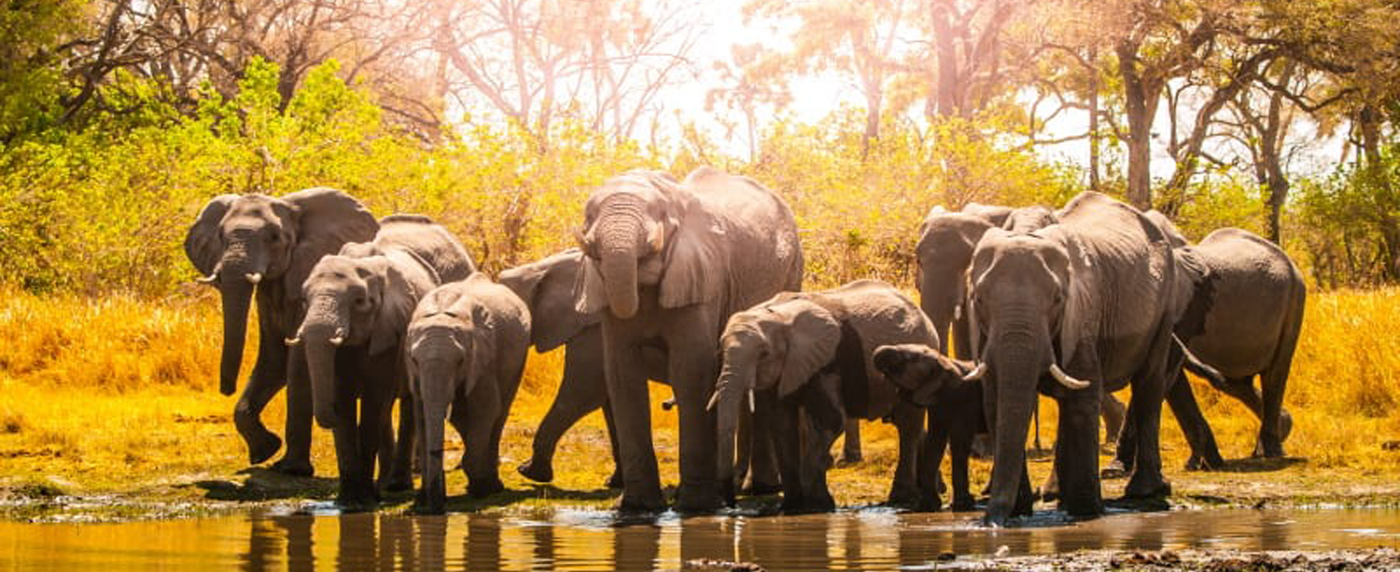 Ussey Tours & Travel