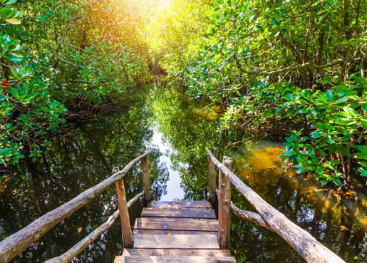 JOZANI FOREST TOUR