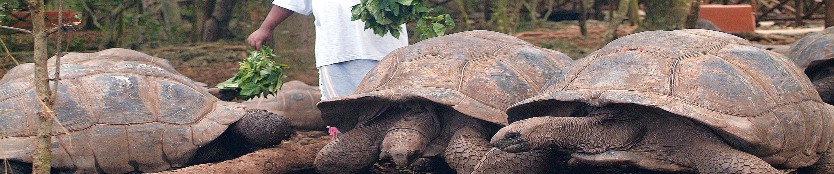 PRISON_ISLAND_TORTOISES