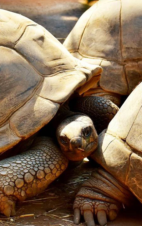 PRISON_ISLAND_TORTOISES