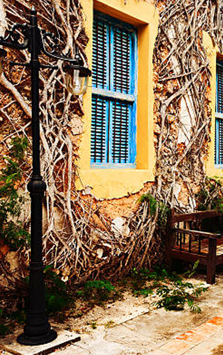 PRISON_ISLAND_TORTOISES