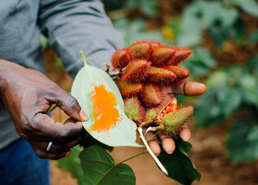 SPICE FARM TOUR 