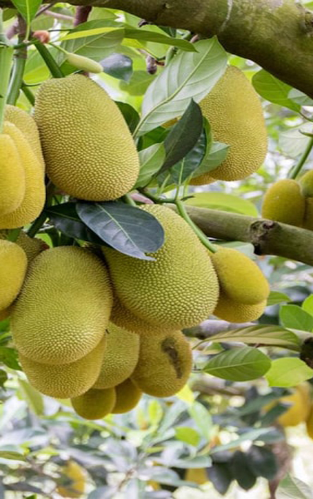 SPICE FARM TOUR